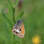 Kleine Wiesenperle