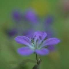 Kleine Wiesenschönheit