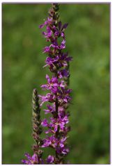 Kleine Wiesenschönheit