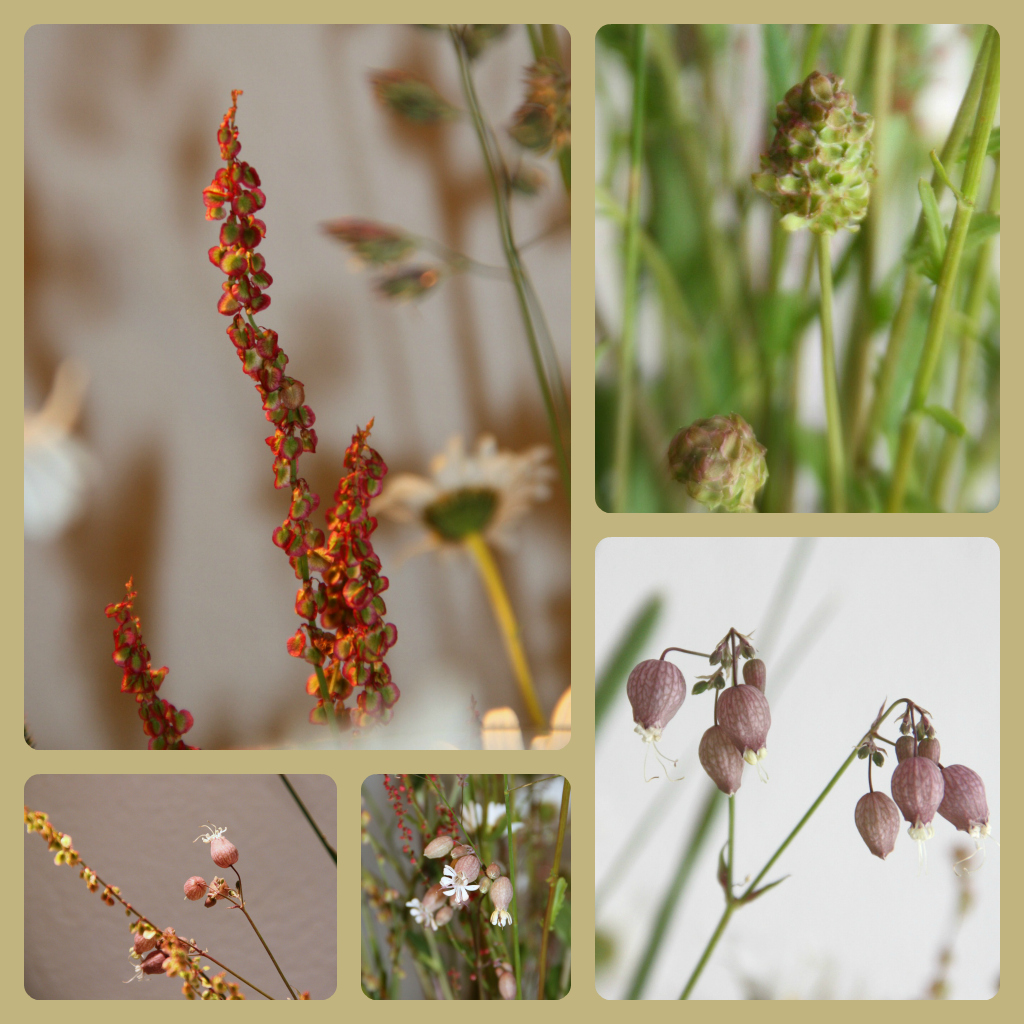 kleine Wiesenschönheiten