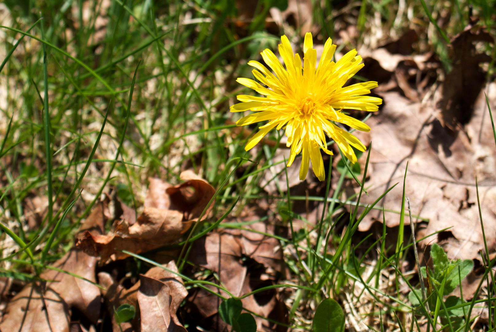 Kleine Wiesensonne