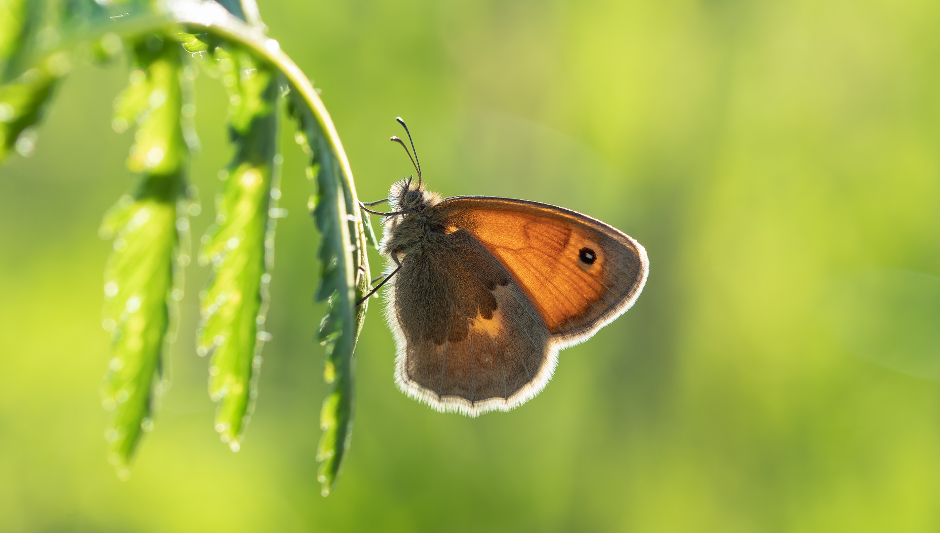 Kleine Wiesenvögelchen (Coenonympha pamphilus)