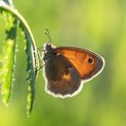 Kleine Wiesenvögelchen (Coenonympha pamphilus)