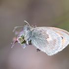 Kleine Wiesenvögelchen (Coenonympha pamphilus) I/15