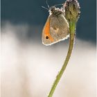 Kleine Wiesenvögelchen (Coenonympha pamphilus) II/15