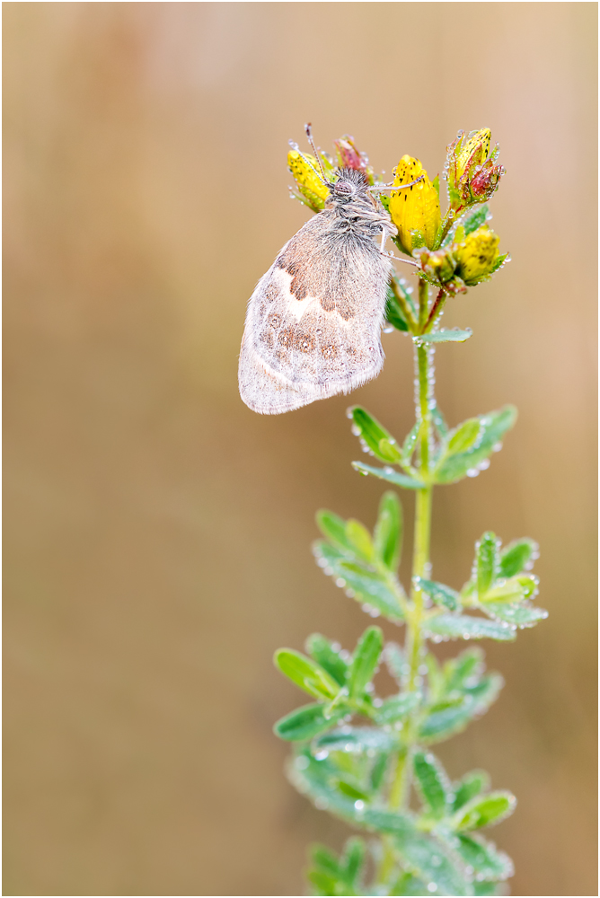 Kleine Wiesenvögelchen (Coenonympha pamphilus) III/15