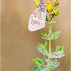 Kleine Wiesenvögelchen (Coenonympha pamphilus) III/15