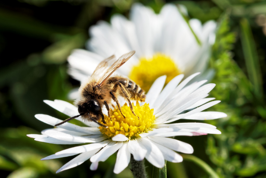 Kleine Wildbiene