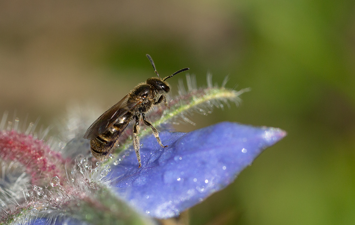 *** kleine Wildbiene ***