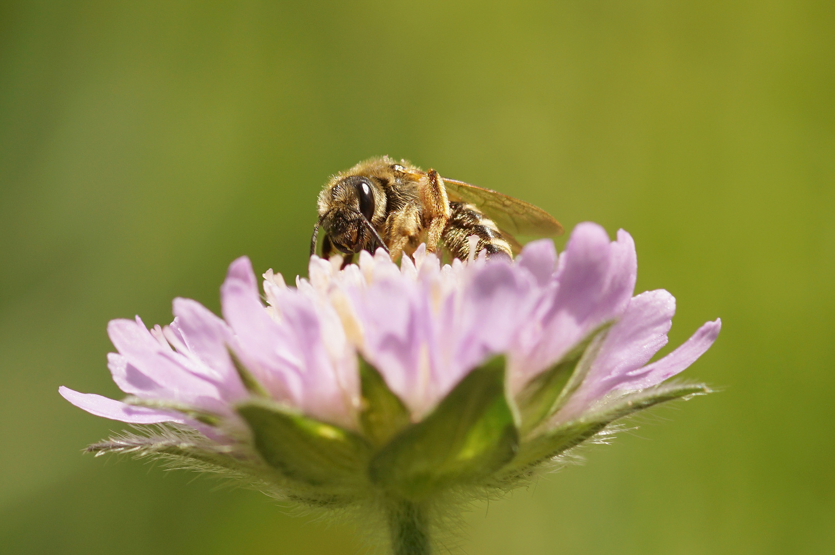 Kleine Wildbiene