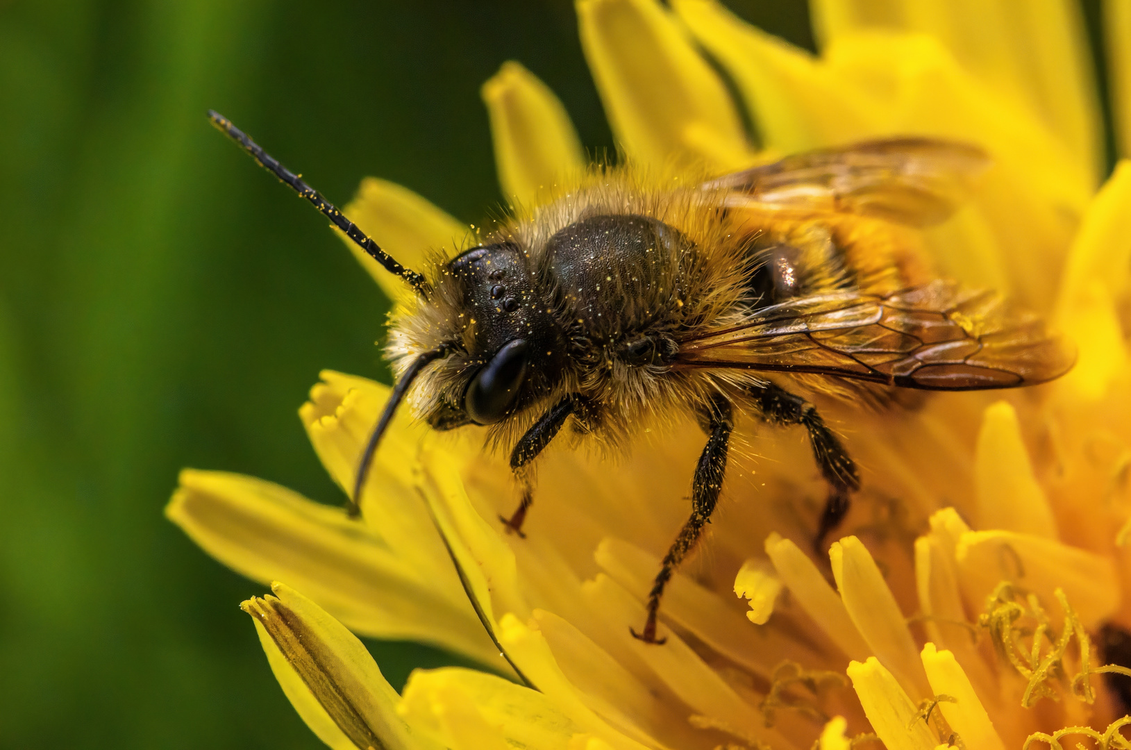 Kleine Wildbiene