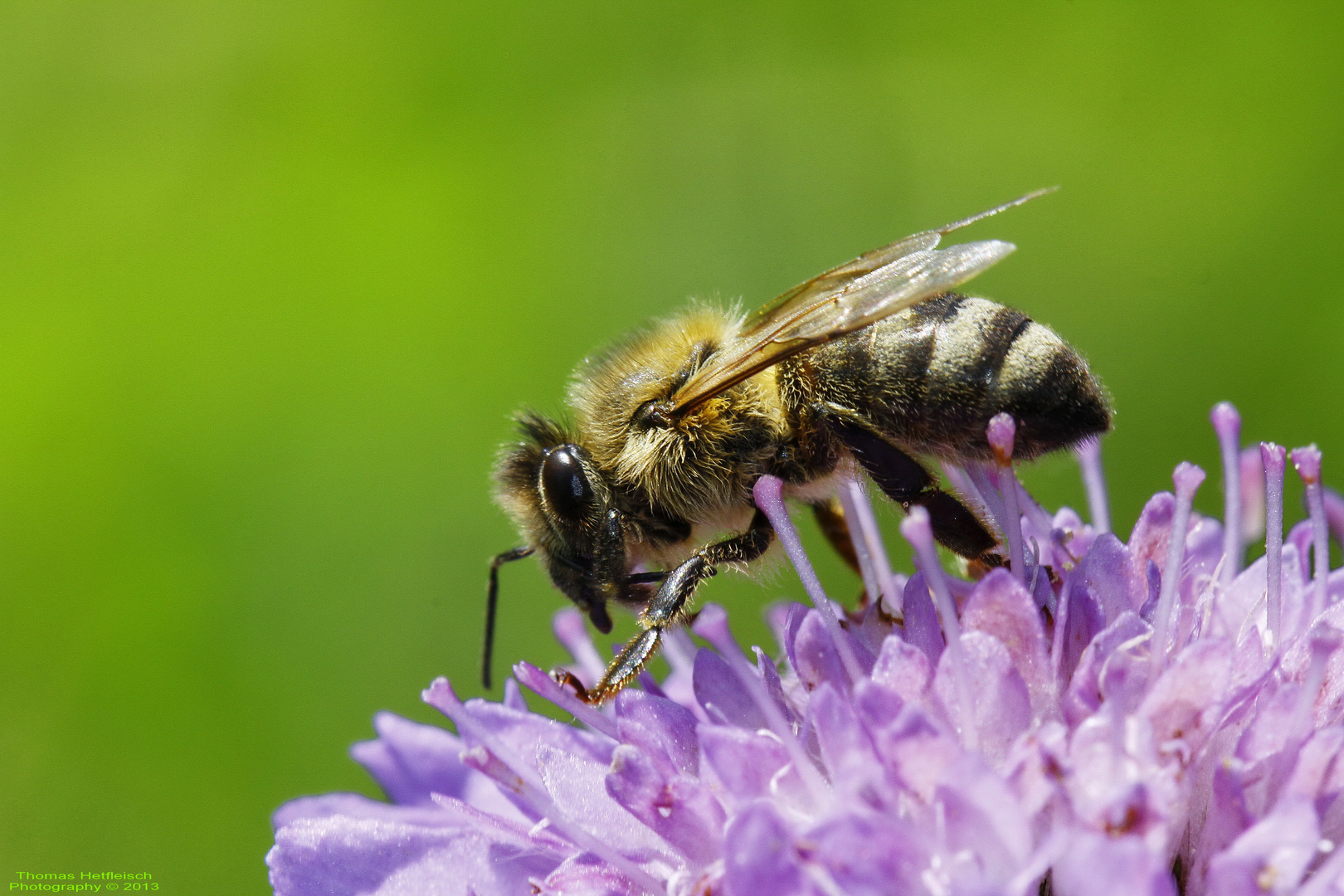 Kleine Wildbiene