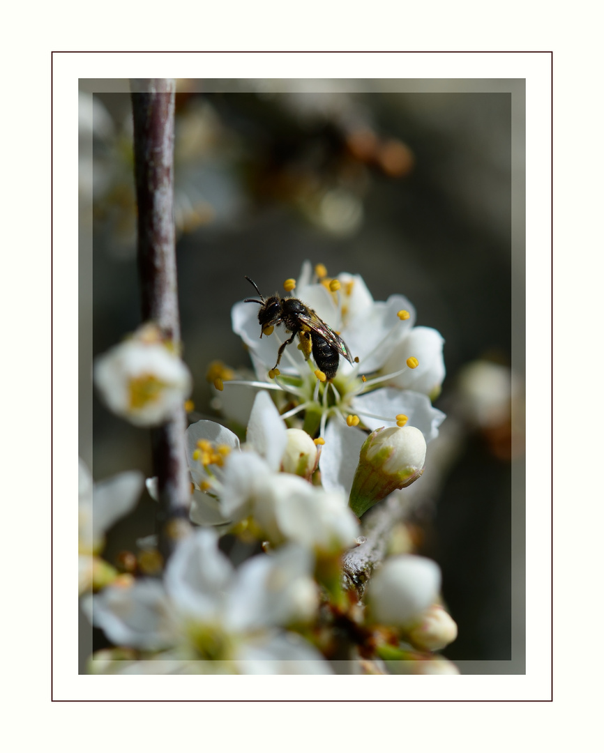 kleine Wildbiene an Schlehenblüten