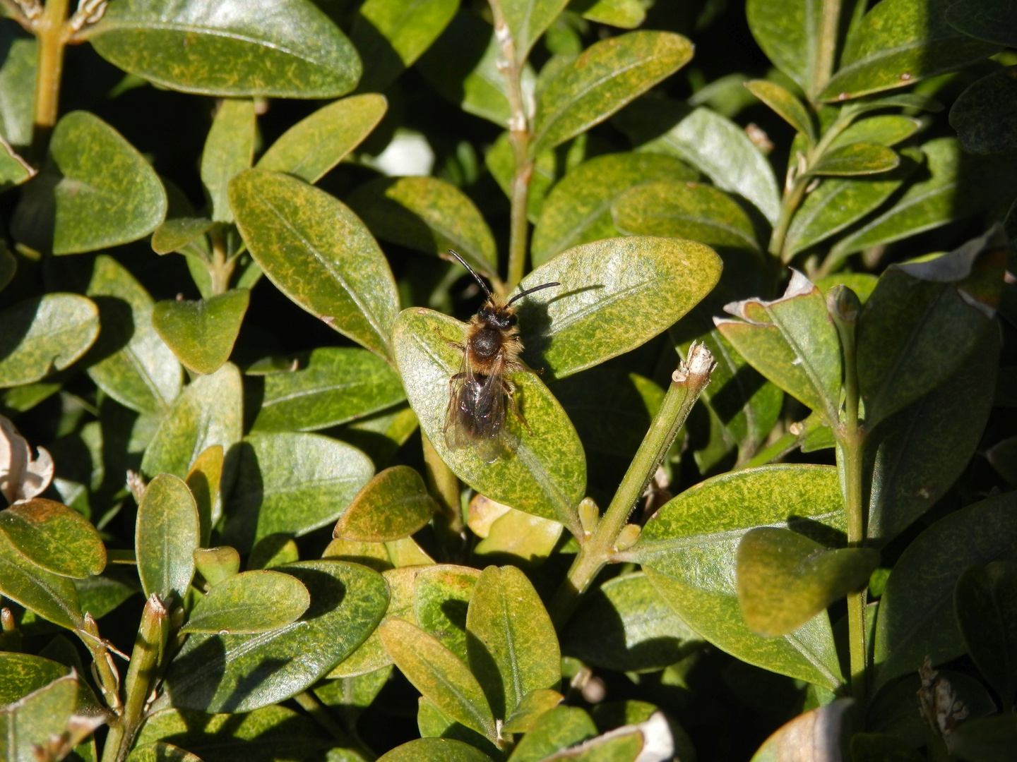 Kleine Wildbiene auf Buchsbaum