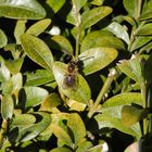 Kleine Wildbiene auf Buchsbaum