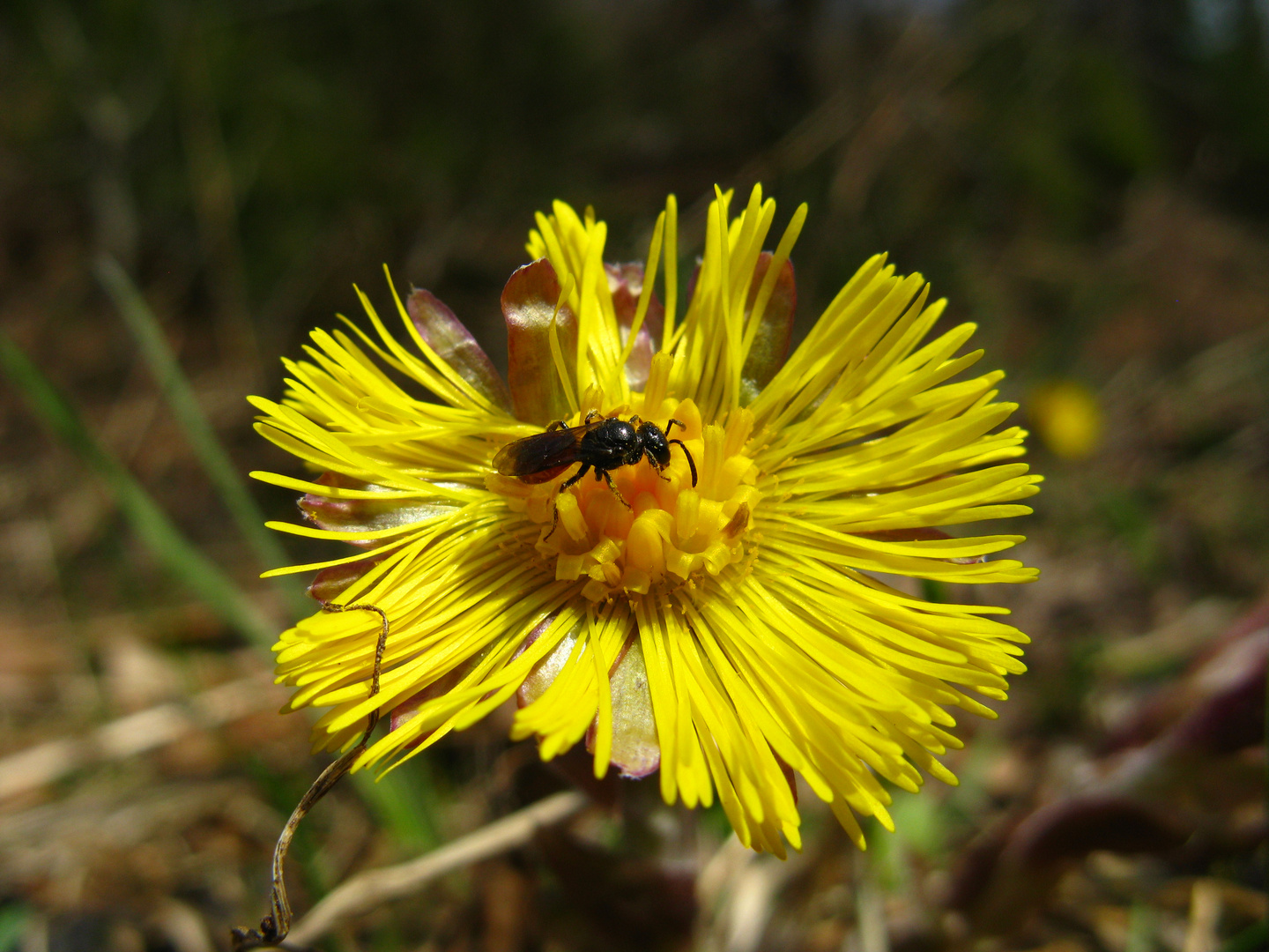 Kleine Wildbiene auf Huflattich