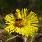 Kleine Wildbiene auf Huflattich