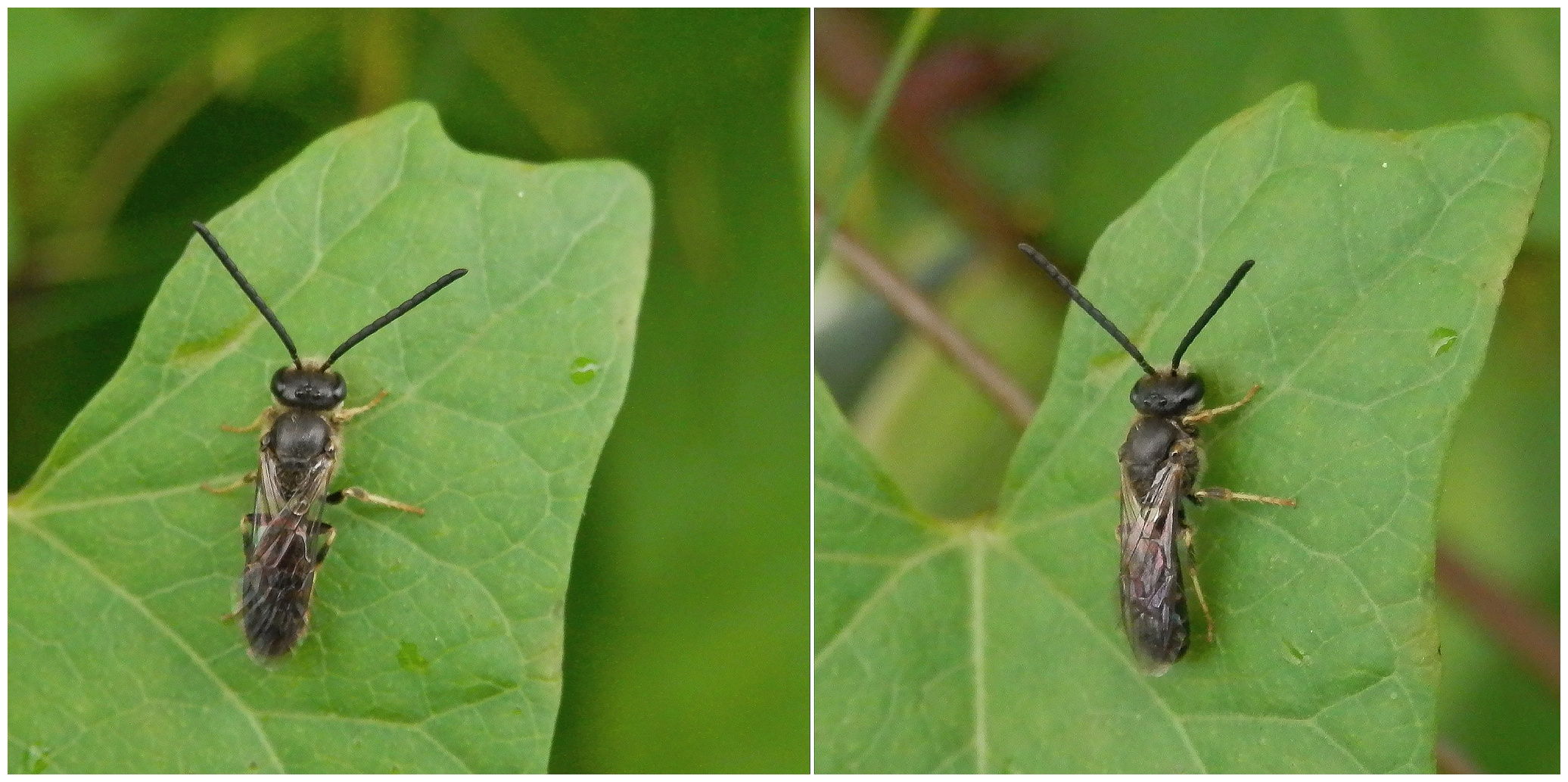 Kleine Wildbiene auf Zaunwinde - Gemeine Furchenbiene (Lasioglossum calceatum)