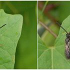 Kleine Wildbiene auf Zaunwinde - Gemeine Furchenbiene (Lasioglossum calceatum)