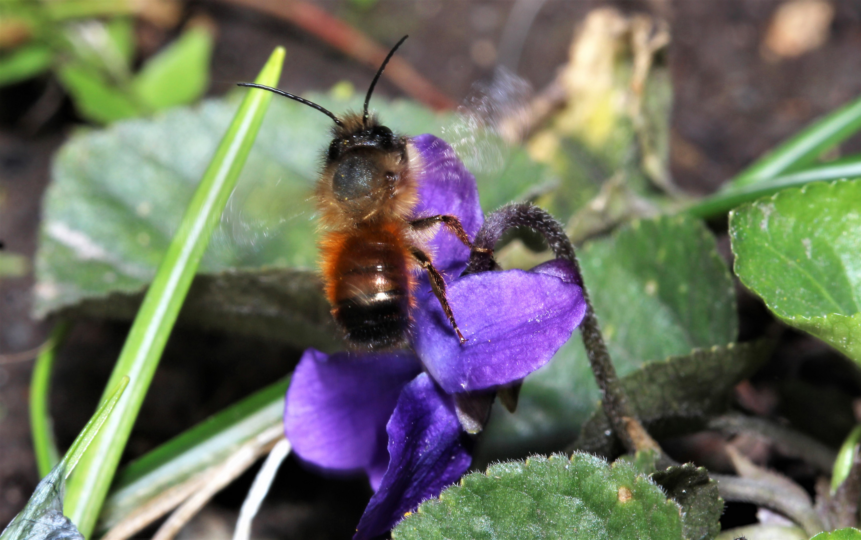 Kleine Wildbiene