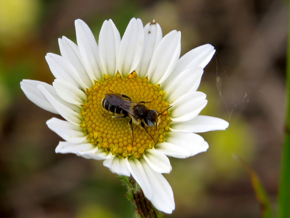 Kleine Wildbiene