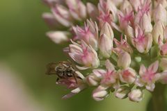 Kleine Wildbiene