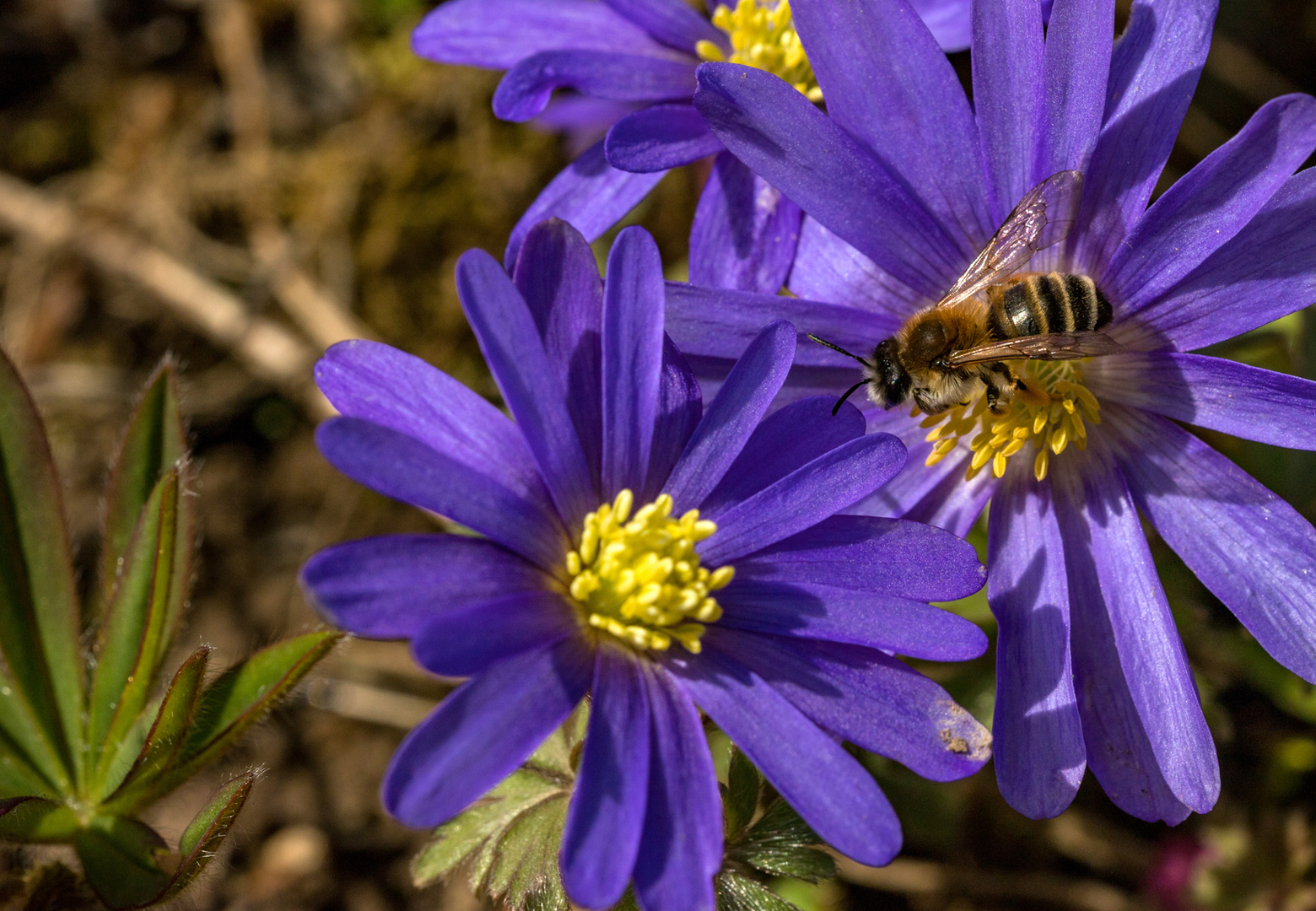 Kleine Wildbiene