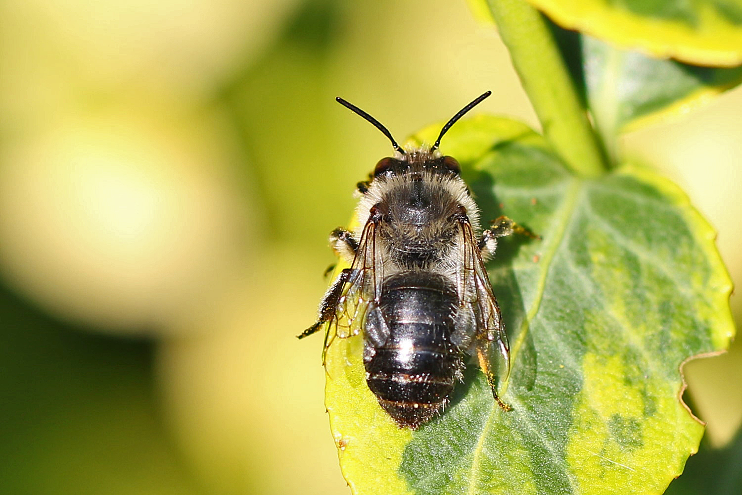 kleine Wildbiene