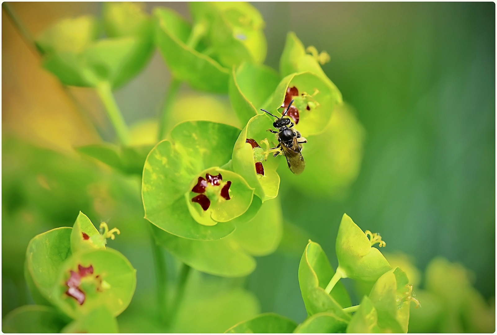 kleine Wildbiene II