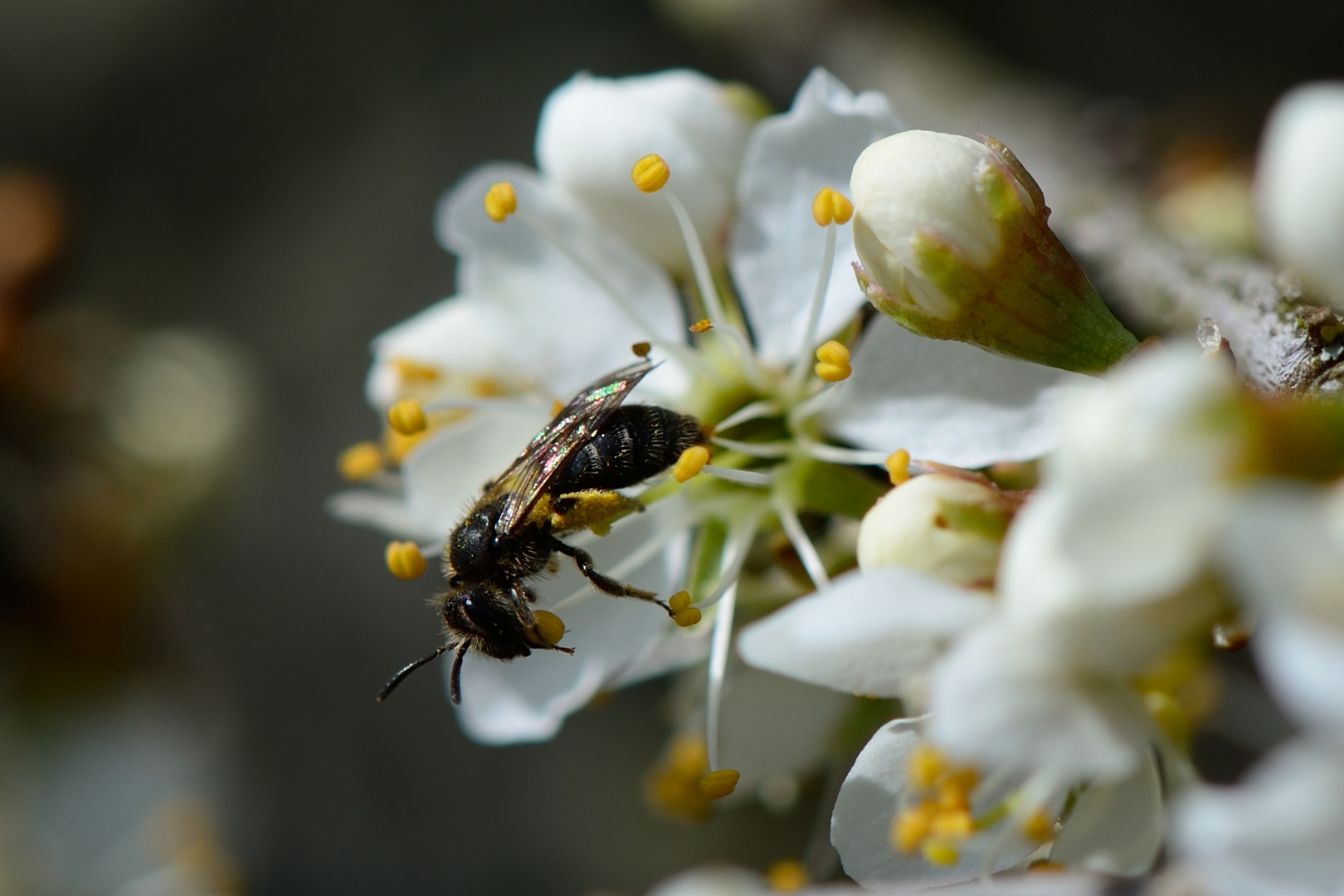 kleine Wildbiene mit Pollen