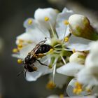 kleine Wildbiene mit Pollen