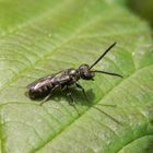 Kleine Wildbiene - Schmalbienen-Männchen (Lasioglossum sp.)