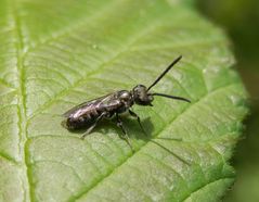 Kleine Wildbiene - Schmalbienen-Männchen (Lasioglossum sp.)