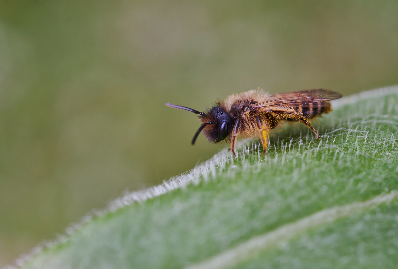 Kleine Wildbiene zum World Bee Day 2023 Foto & Bild natur, insekten