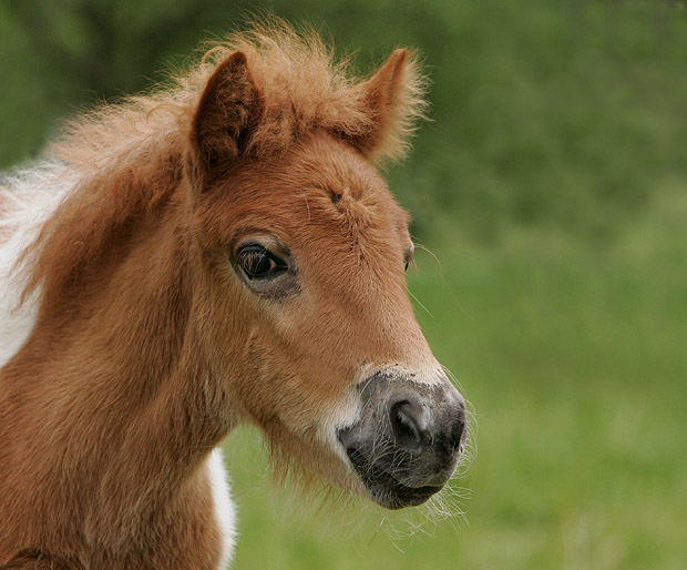 Kleine Wilde