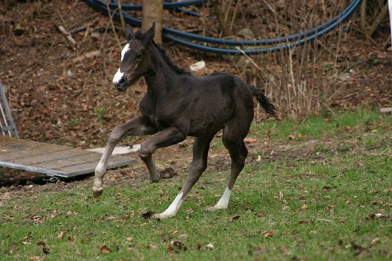 *kleine wilde 2*