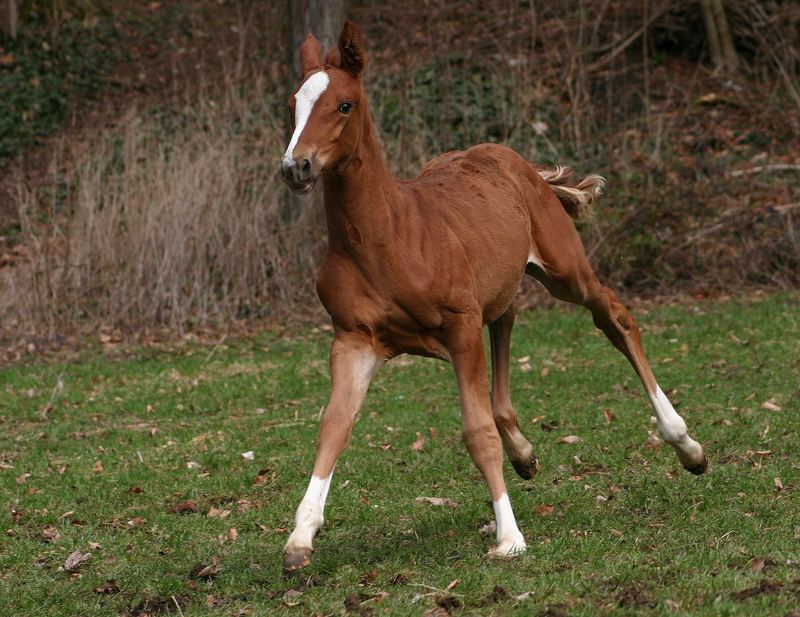 *kleine Wilde*