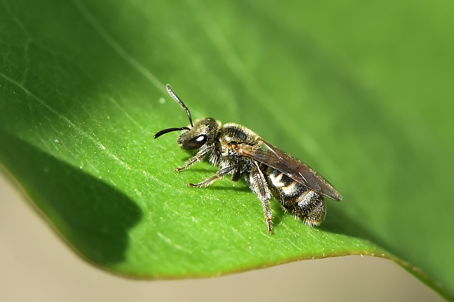 kleine wilde Biene