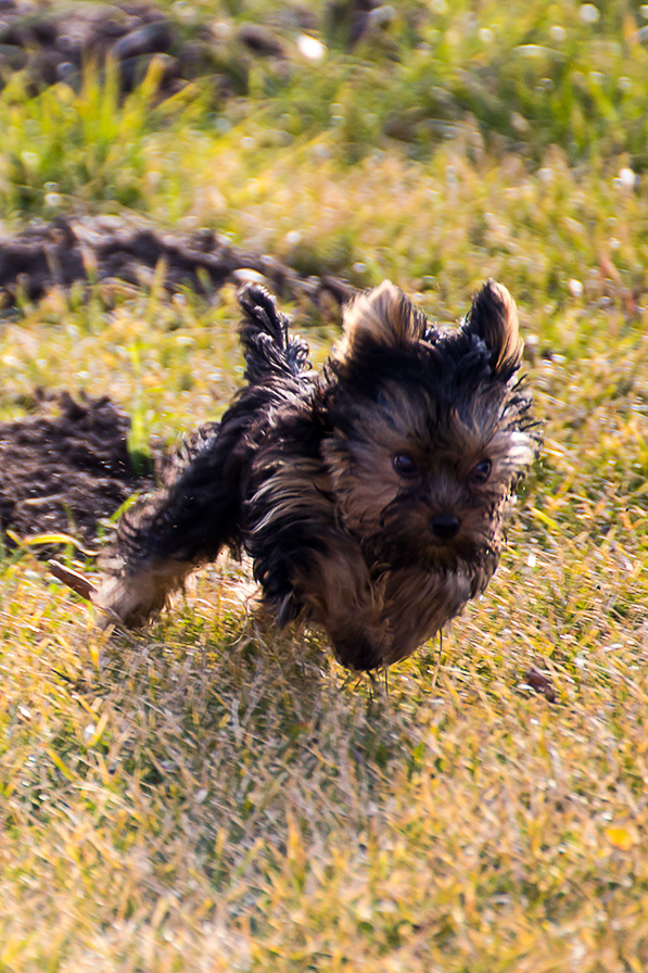 kleine wilde Coco