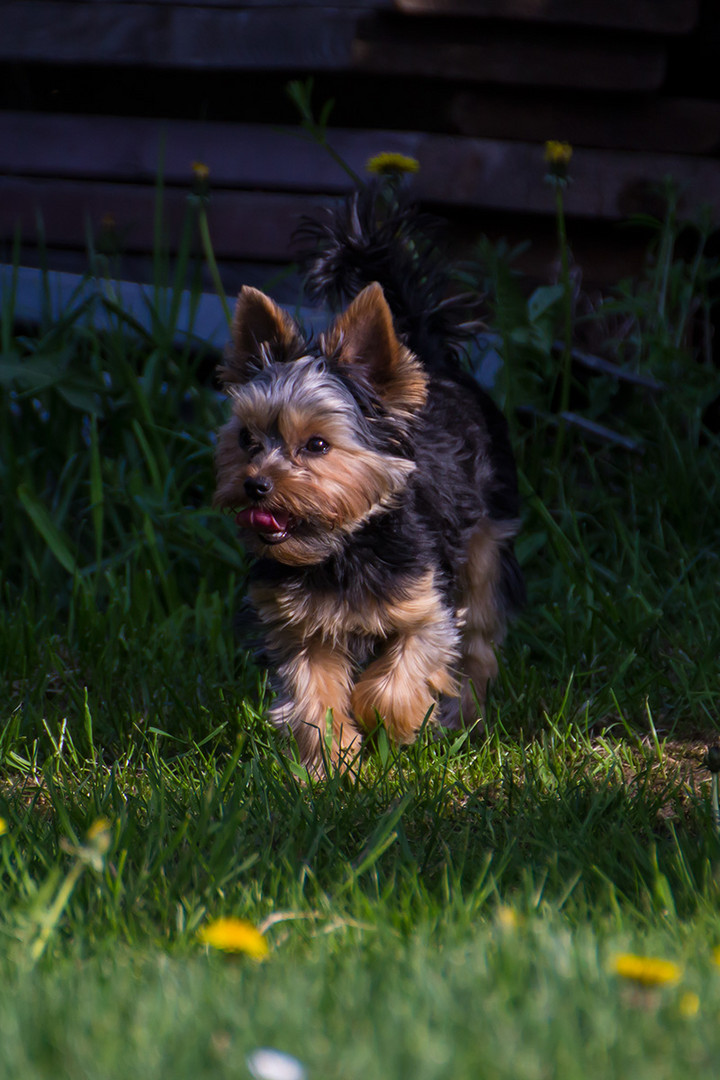 kleine wilde Coco