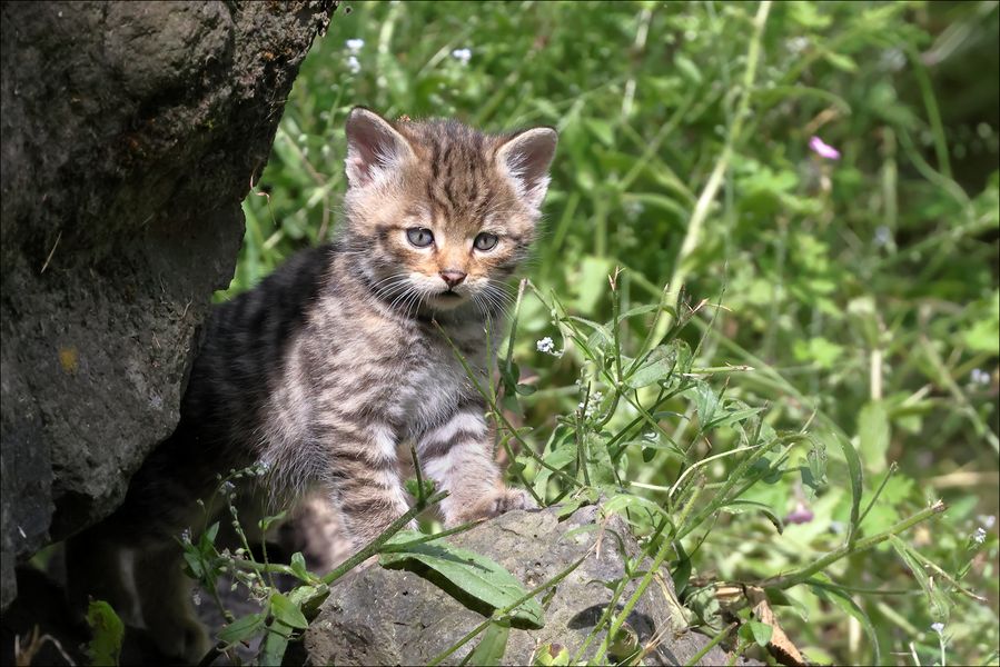 Kleine Wilde