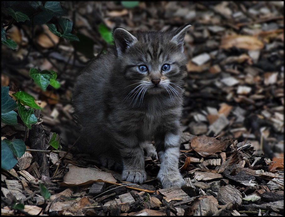 Kleine wilde Katze !!!