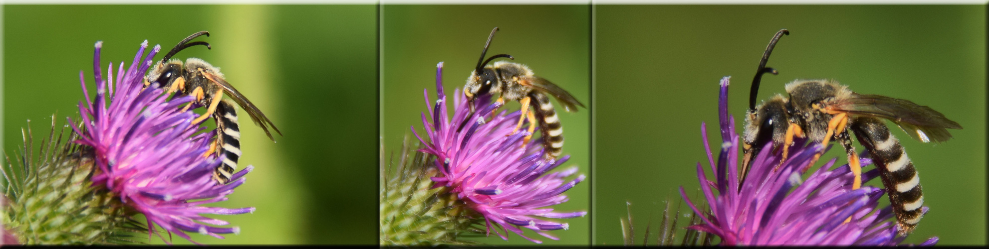 Kleine Wilde ! Sechsbindige Furchenbiene (Halictus sexcinctus)