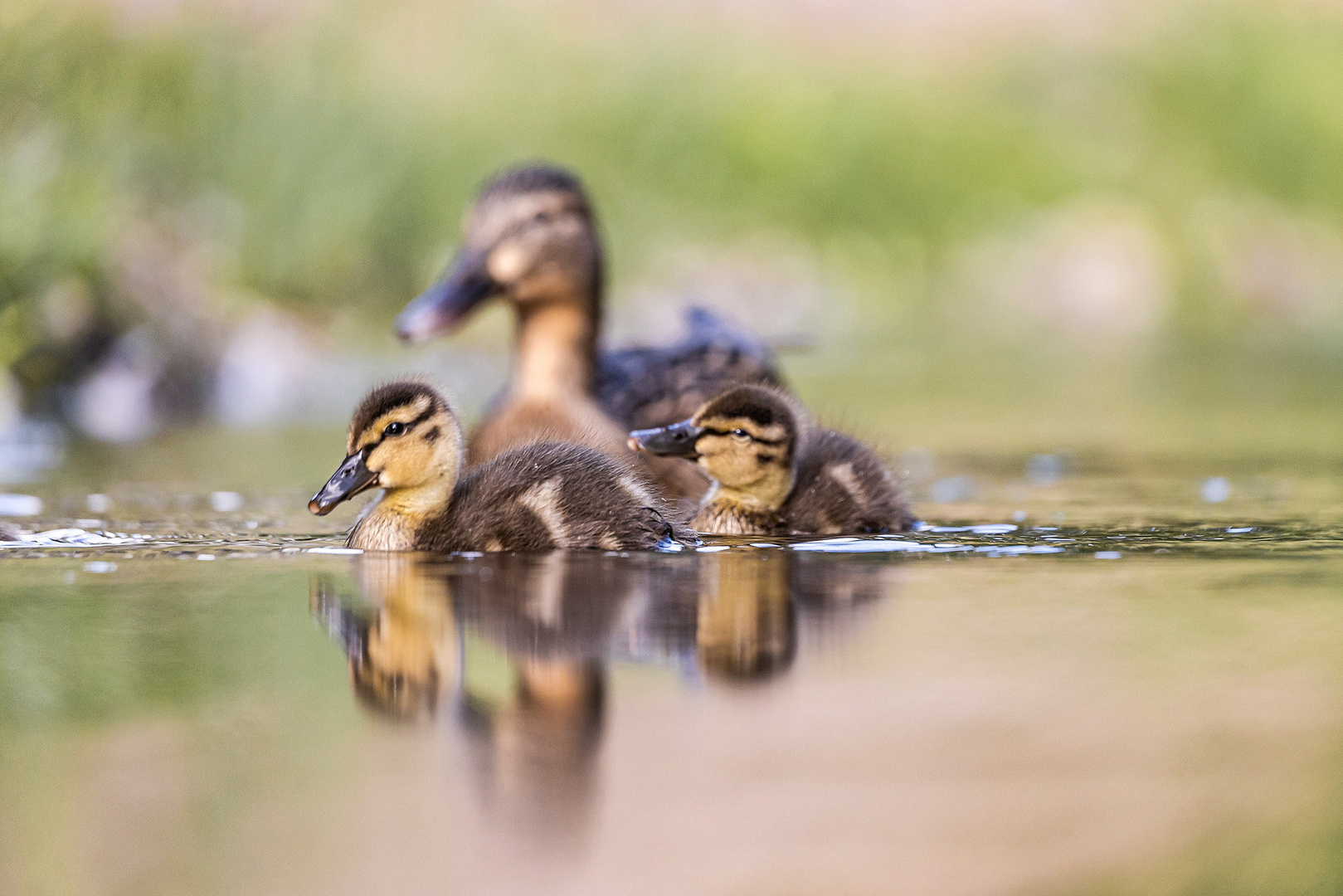 kleine Wildenten