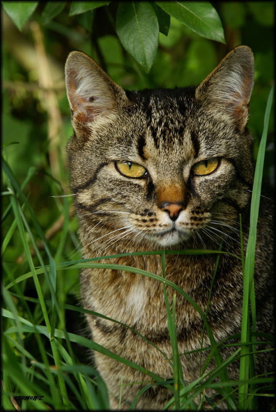 Kleine Wildkatze! :-)