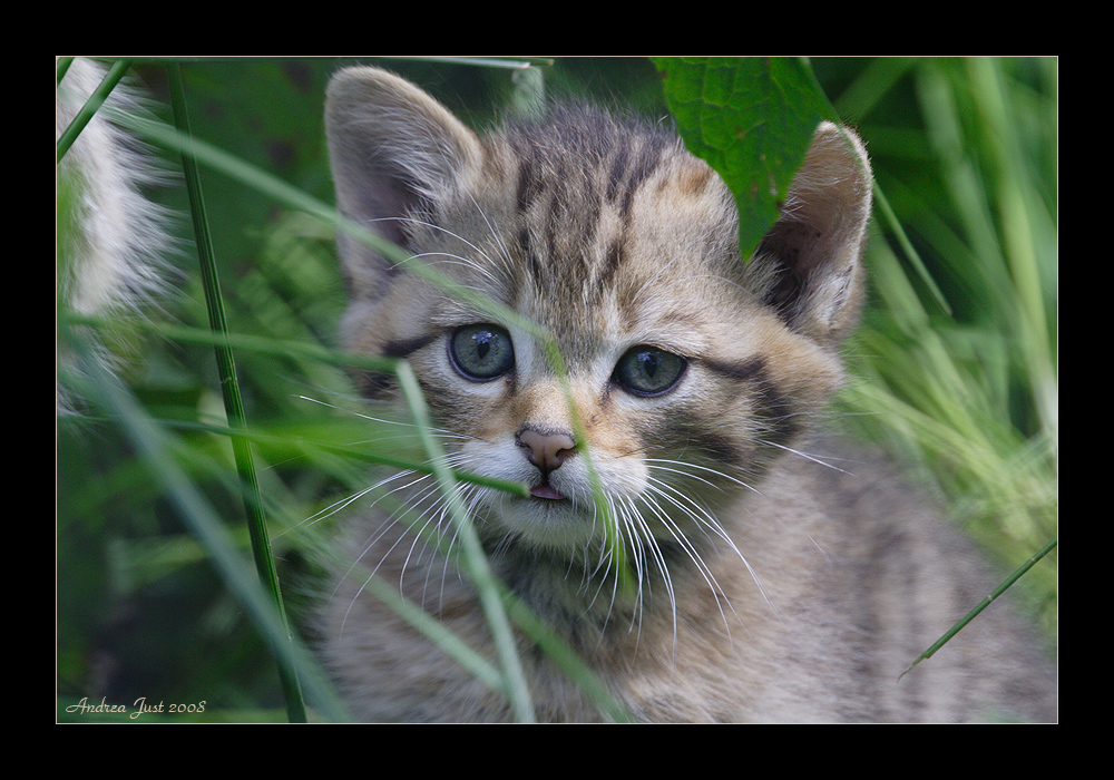 Kleine Wildkatze