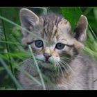 Kleine Wildkatze