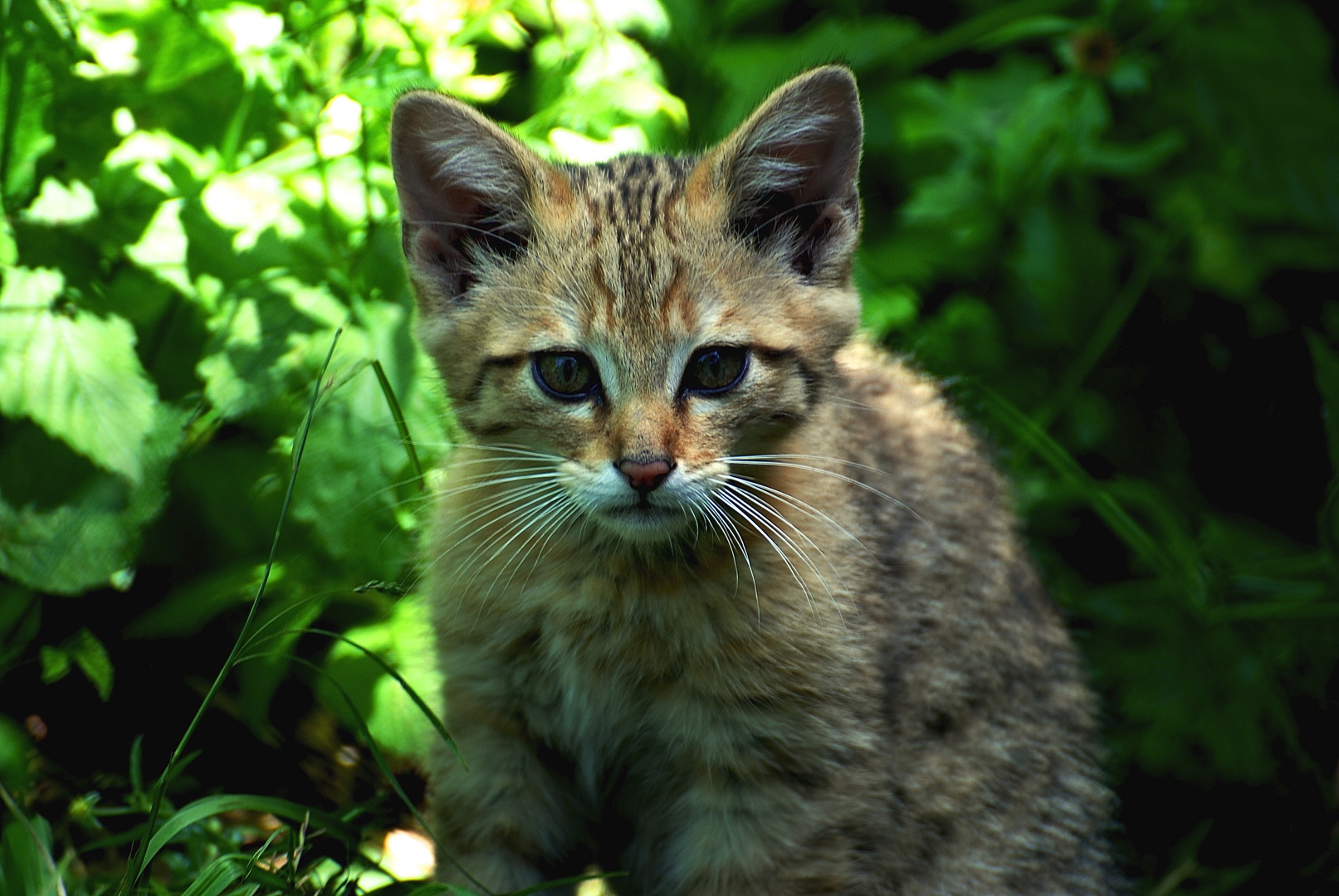 Kleine Wildkatze