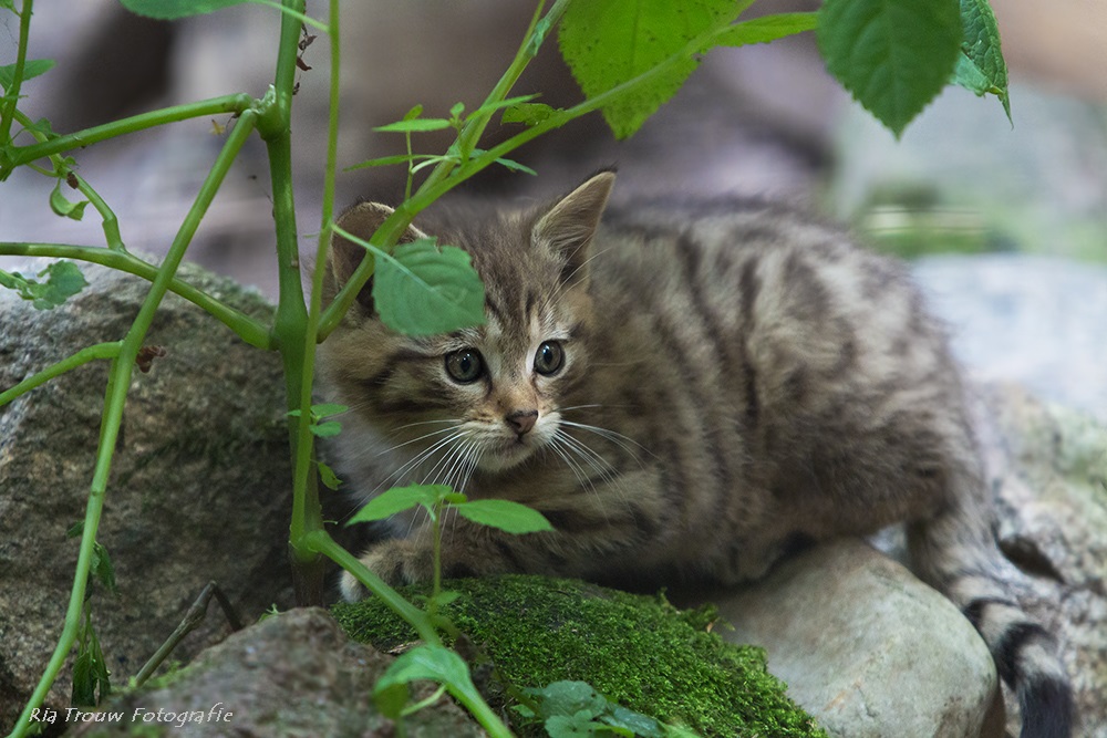 ~ kleine Wildkatze ~