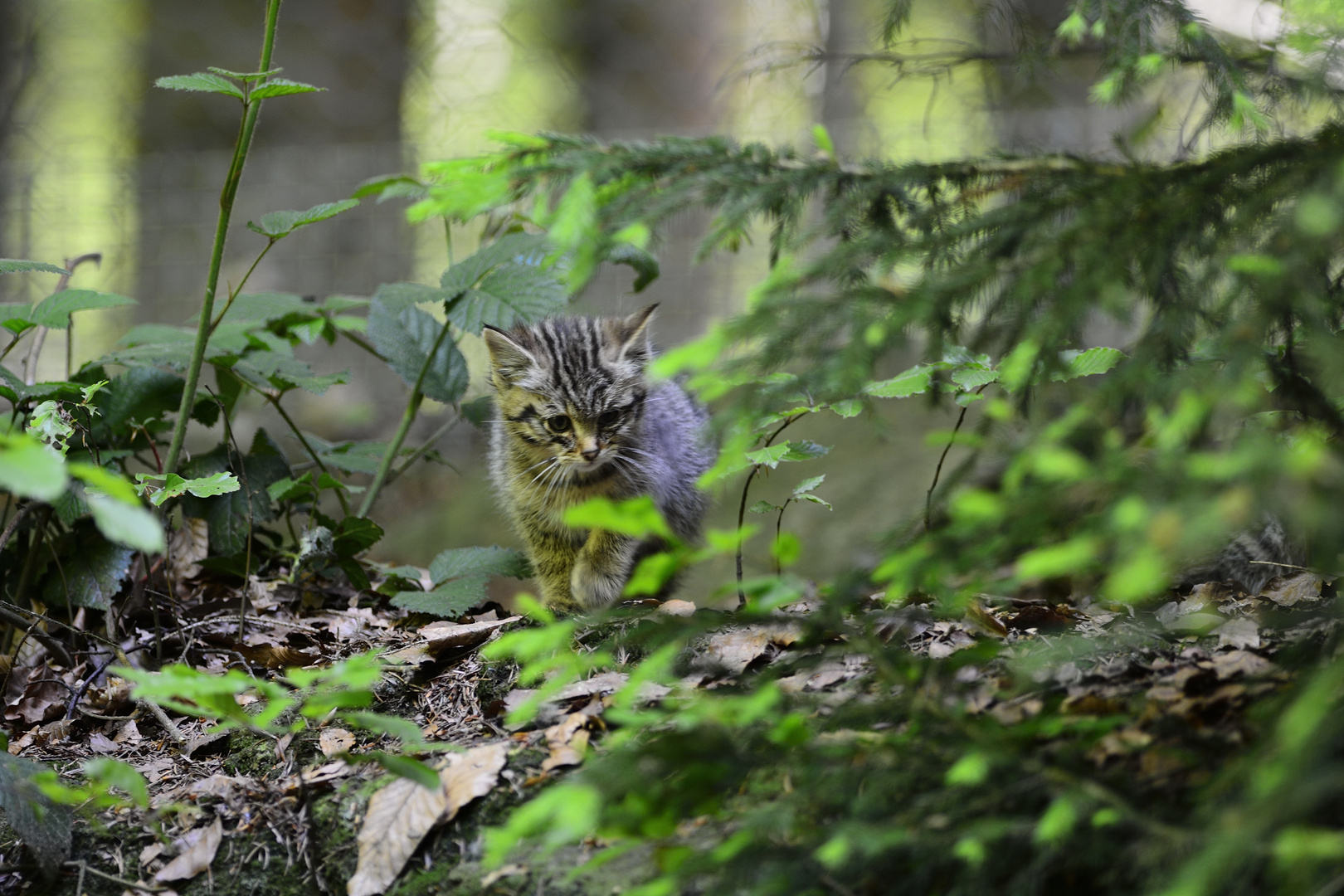 Kleine Wildkatze auf Entdeckungstour